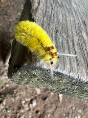 Lophocampa