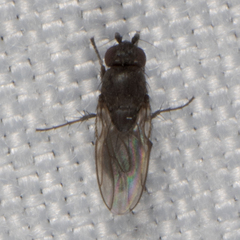 Limosininae