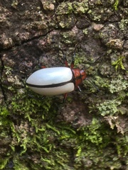 Poecilesthus suturalis