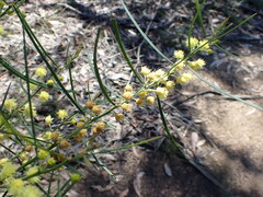 Acacia elongata