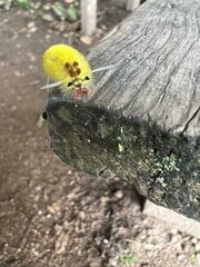 Lophocampa