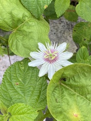 Passiflora