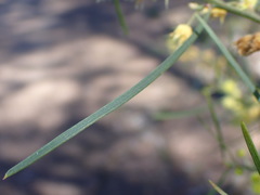 Acacia elongata