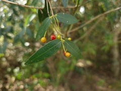 Blepharocalyx salicifolius