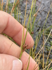 Juncus nodosus