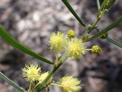 Acacia elongata
