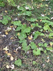 Arctium lappa