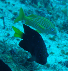 Haemulon flavolineatum