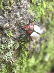 Poecilesthus suturalis