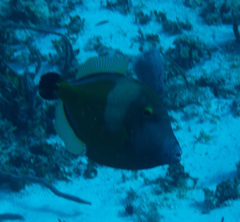 Cantherhines macrocerus