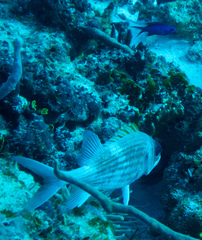 Holocentrus adscensionis