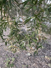 Austropuccinia psidii