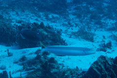 Malacanthus plumieri