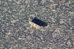 Trimerotropis pallidipennis