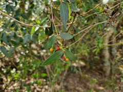 Blepharocalyx salicifolius
