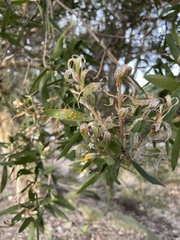 Austropuccinia psidii