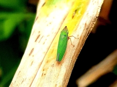 Draeculacephala soluta