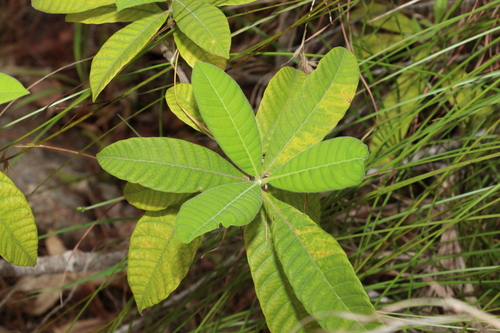 Image of Alstonia muelleriana by (c) Greg Tasney, some rights reserved (CC BY-SA)