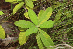 Alstonia muelleriana