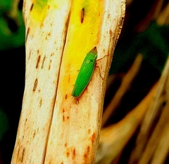 Draeculacephala soluta