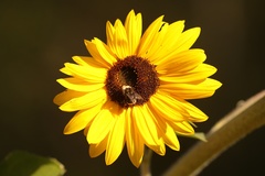 Bombus vosnesenskii
