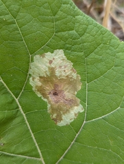 Calycomyza promissa
