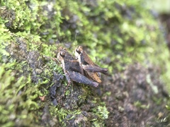 Batrachideini