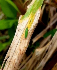 Draeculacephala soluta