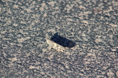 Trimerotropis pallidipennis