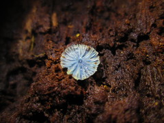 Mycena cyanocephala image