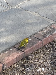 Setophaga petechia aureola