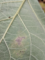Calycomyza promissa