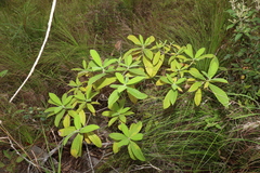 Alstonia muelleriana