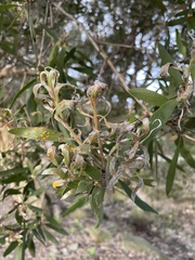 Austropuccinia psidii