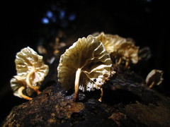 Marasmiellus alliiodorus