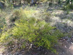 Pultenaea parviflora