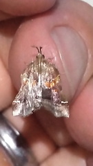 Clydonopteron sacculana