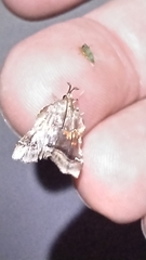 Clydonopteron sacculana