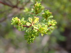 Pultenaea parviflora