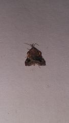 Clydonopteron sacculana