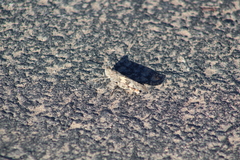 Trimerotropis pallidipennis