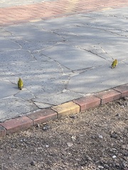 Setophaga petechia aureola