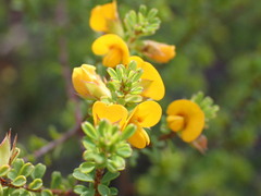 Pultenaea parviflora