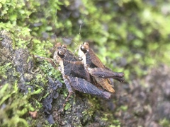 Batrachideini