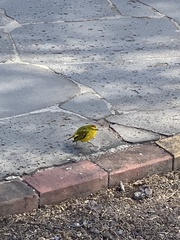 Setophaga petechia aureola