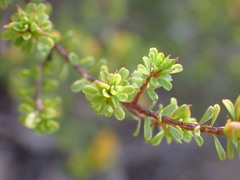 Pultenaea parviflora