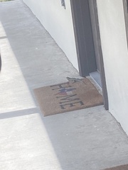 Sceloporus cyanogenys