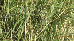 Alcedo atthis bengalensis