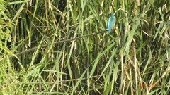 Alcedo atthis bengalensis