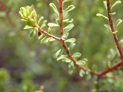 Pultenaea parviflora